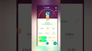 My Ponyta community day results pokemongo pokemongomoments communityday viralshortsvideo2024 [upl. by Anhaj464]