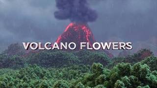 The Bouqs Co Grows Flowers On A VolcanoReally [upl. by Gardol]