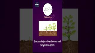 Phytohormones  10th Biology CBSE  NCERT class 10 science  Chapter 7 shorts [upl. by Aralomo520]