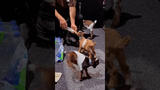 Moments​⁠ at PetampAnimal Expo cuteanimals cutegoats detectordogs birds dogs [upl. by Javed]