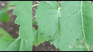 Sunflower 🌻 pest 🪳 Spodoptera spp [upl. by Anier]