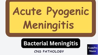 Bacterial Meningitis  Acute Pyogenic Meningitis  CNS Pathology [upl. by Musihc263]