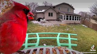 Cardinal Trying out new Bird Cam Feeder made by BirdKuss [upl. by Haslam]