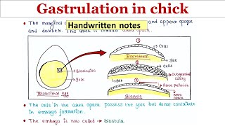 Gastrulation in chick  Handwritten notes [upl. by Rama]