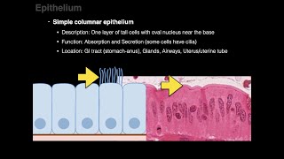 Epithelium [upl. by Kalb]