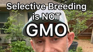 Selective Breeding vs GMO [upl. by Loy96]