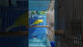 The sound of Lemon Kaneri is Lemonkaneri Gara birds [upl. by Madeleine]