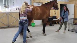 Equine Massage Therapy  Compression Strokes Technique [upl. by Satterlee]