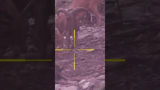 Texas Aoudad hunting hunting deerhunting deer Aoudad hunttexas texashunting [upl. by Franklyn179]