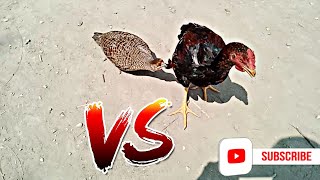 Grey Francolin Voice And Rooster Chicken Teetar ki Awaz  Sounds OF Francolin [upl. by Kelda]