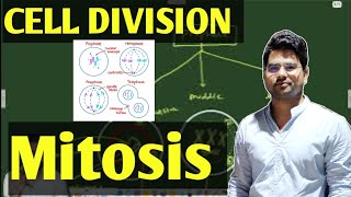 Mitosis  Stage of mitosis  cell cycle [upl. by Ayot827]