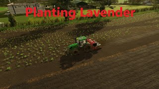 Planting Lavender l Greenwich Valley Multifruit l Ep30 [upl. by Assed]