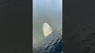 The Secret Life of Manatees in Miami Marina Revealed [upl. by Dnanidref]