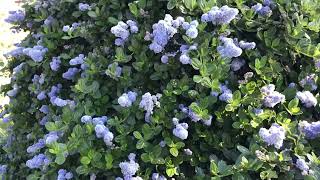 Ceanothus Thyrsiflorus  Yankee Point [upl. by Aggi]