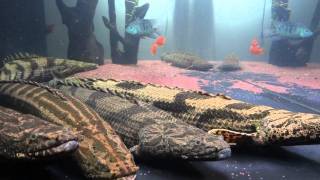 ポリプテルス・エンドリケリーpolypterus endlicheri [upl. by Talbott252]