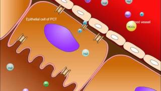 USMLE® Step 1 High Yield Nephrology Renal Tubular Acidosis [upl. by Demmy809]