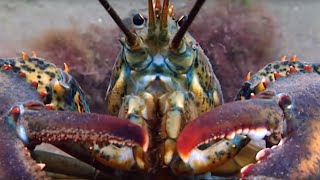 Lobsters Battle for a Breeding Pit  Blue Planet  BBC Earth [upl. by Letrice20]