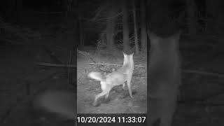 Coyote Lanaudière coyote wildlife nature trailcam [upl. by Disini]