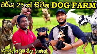 🔥 වර්ග 25 ක්‌ සිටින dog farm  jude farm  අඩුම සහ අලුත්ම මිල ගණන් දැනගමුද  FPBfavoritepetbook dog [upl. by Kunin]