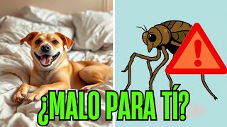 Dirofilaria y Disciplina ¿Porqué NO DORMIR CON TU PERRO [upl. by Ulrica]