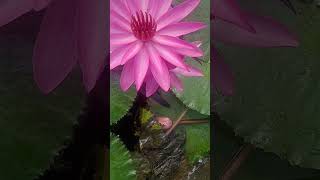 So wonderful Nymphaea rouba flower subscribe viralshort youtubeshorts [upl. by Semmes]