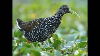 Pardirallus maculatus Spotted Rail [upl. by Bille842]