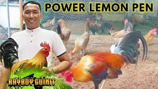 Power Lemon Pen Breeding Season Nagayaram Farm [upl. by Brita]