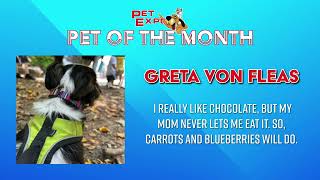 Pet Expos Pet of the Month November 2024 [upl. by Eimrej]