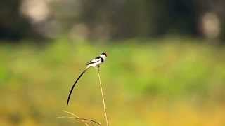 Pintailed WhydahSingapore [upl. by Drofyar]