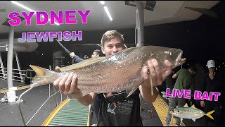 SYDNEY HARBOUR JEWFISH LIVE BAIT [upl. by Ruperto]