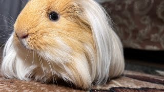 Cute pet long haired guinea pig [upl. by Yrneh771]