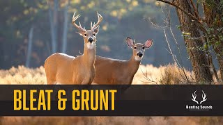 Doe Bleat amp Buck Grunt Sound Only [upl. by Hamburger]