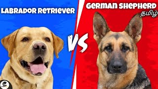 Labrador retriever VS German shepherd  comparison  funny😂 [upl. by Icat]