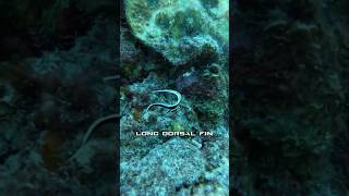 Check out this juvenile drum fish 🐠 diving scubadiving curacao divetrip travel adventure [upl. by Cletus]