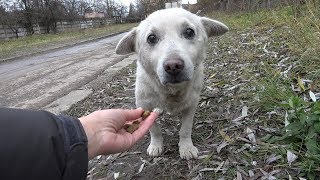 Rescue of a Scared Homeless Dog with a Broken Heart [upl. by Mitchiner]