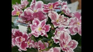 Amazing and Most Beautiful Saintpaulia Flowers  African violets [upl. by Solita]