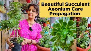 Aeonium Plant Care amp Propagation  Aeonium Succulent Care  How To Propagate Aeonium Plant  Aeonium [upl. by Croteau]