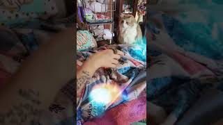 Cuteness Overload Stormie the Marmoset Monkey Plays with Her Human Momma [upl. by Ennaeirb]