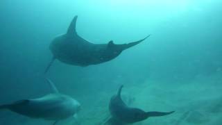 Dolphin mating and Dugong Red Sea [upl. by Vernon]