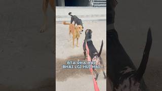 Pitbull Max vs Stray Dog 🐕pitbulldog straydogs dog dosti shorts attack [upl. by Naor552]