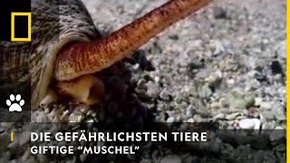 DIE GEFÄHRLICHSTEN TIERE DER WELT  Giftige quotMuschelquot  National Geographic [upl. by Enitsirc]