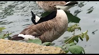 when a gooses head is itchy [upl. by Martsen569]