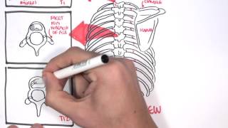 Anatomy Thorax Overview  Ribs Sternal angle Pleura and Pneumothorax [upl. by Nodlehs]