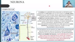 HISTOLOGÍA TEJIDO NERVIOSO [upl. by Suzette]