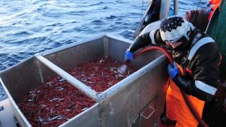 Prawn fishing in Norway [upl. by Ofilia]