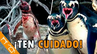 Los Pinguinos Son MALOS  5 Datos Horribles Que Demuestran Que Son CRUELES Y MALVADOS [upl. by Eelydnarb]