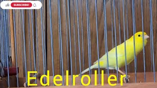 Harzer Edelroller German Roller Canary [upl. by Robinett]