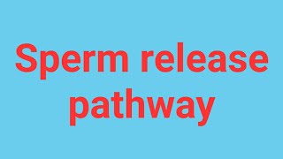 Sperm release pathway English [upl. by Niuq]