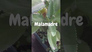 Malamadre 🌿🍃 viral foryou shortvideo shorts parati fyp nature fypシ゚viral [upl. by Hedveh198]