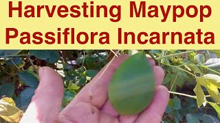 Harvesting Maypop Passiflora Incarnata [upl. by Annerahs]